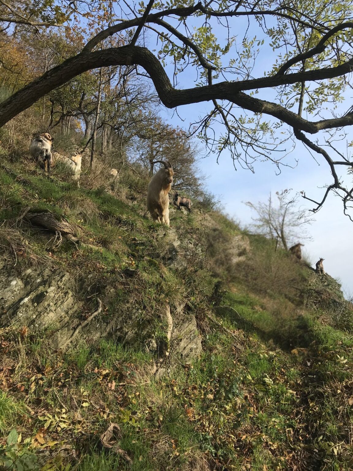 chèvres sauvages sur les rochers du Heid des Gattes à Aywaille
