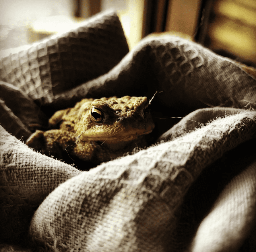 Grenouille observée au Domaine de Hurlevent, symbole de la biodiversité locale