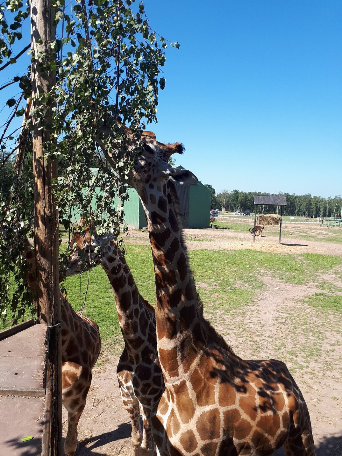 Girafes au Monde Sauvage d’Aywaille, parc animalier en Wallonie à visiter en famille