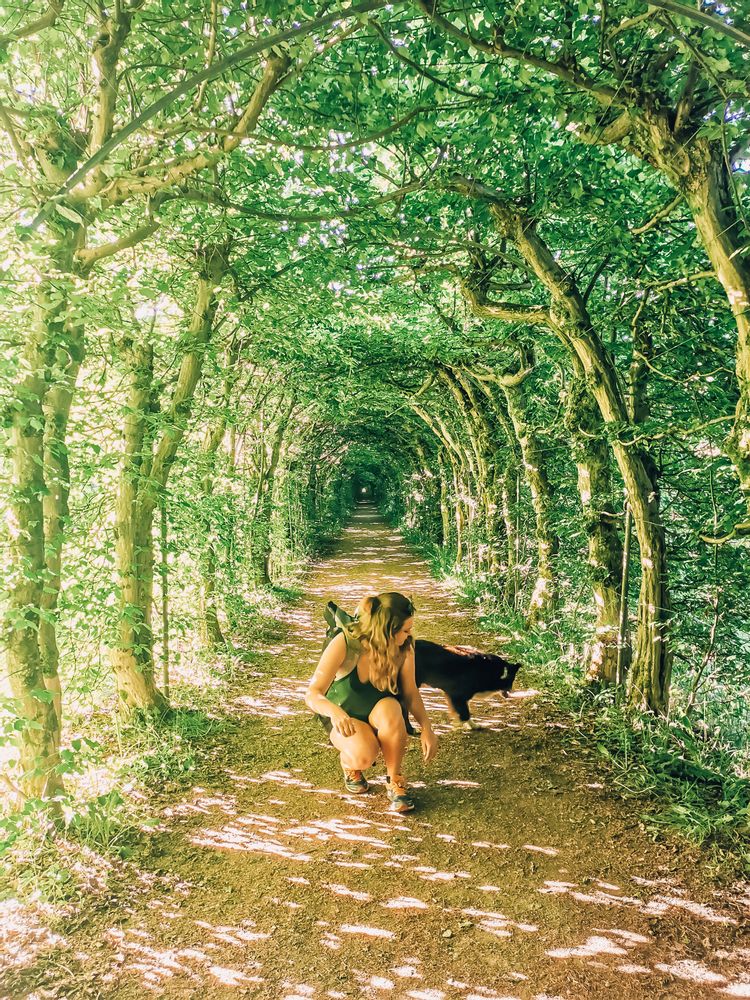Promenade à pied sous la Charmille du Haut Marêt à Aywaille, allée arborée emblématique en Wallonie