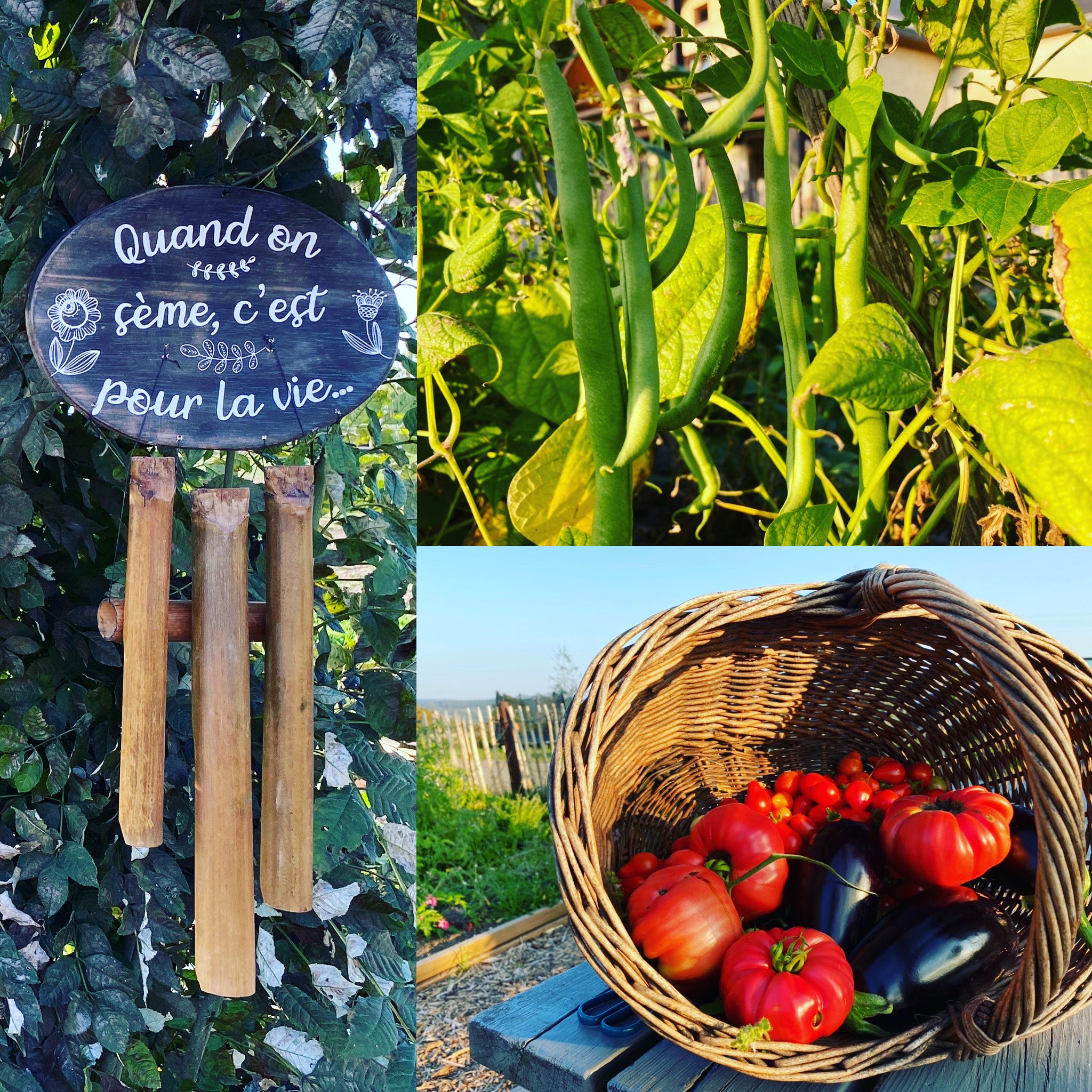 Produits du potager et récoltes locales issues de collaborations avec des partenaires de proximité