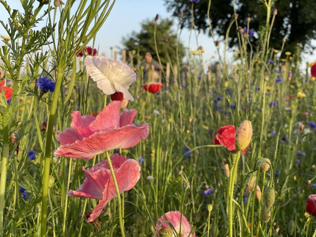 Fleurs des champs sauvages en bord de potager au Domaine de Hurlevent