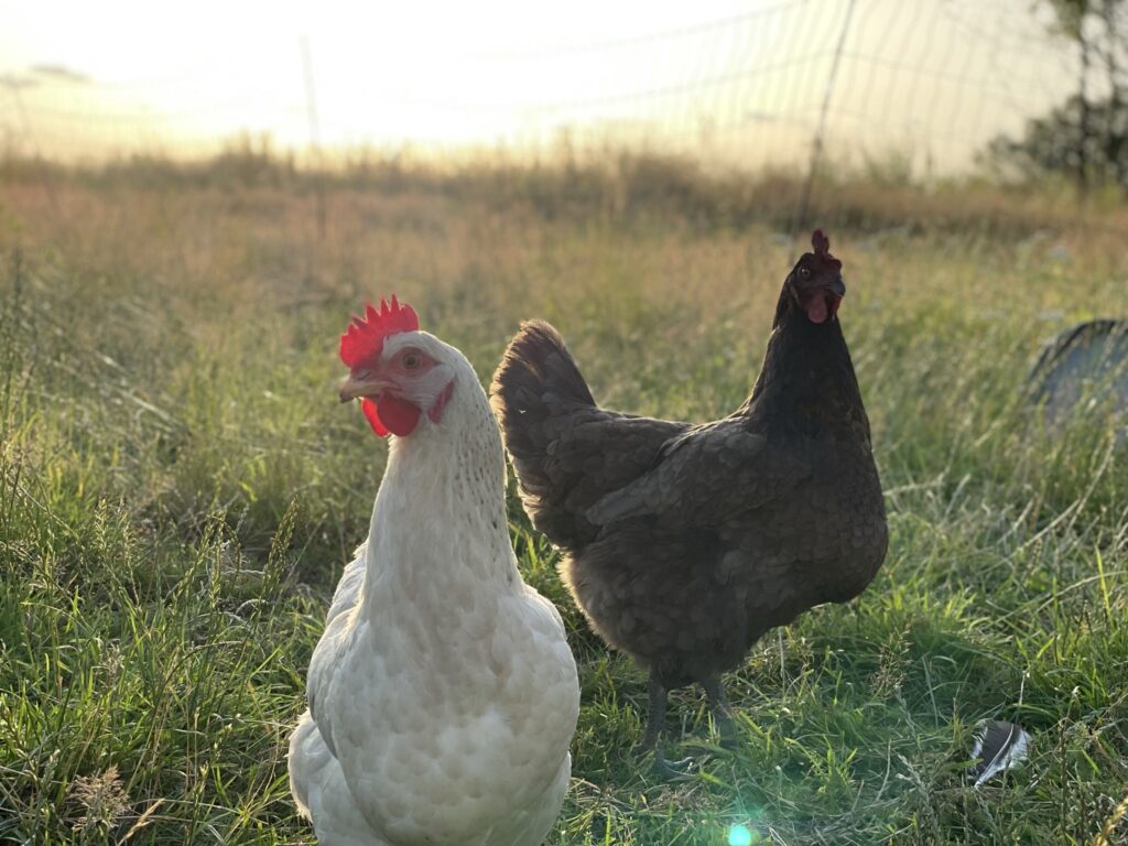 Poules de la ferme élevées en plein air au Domaine de Hurlevent
