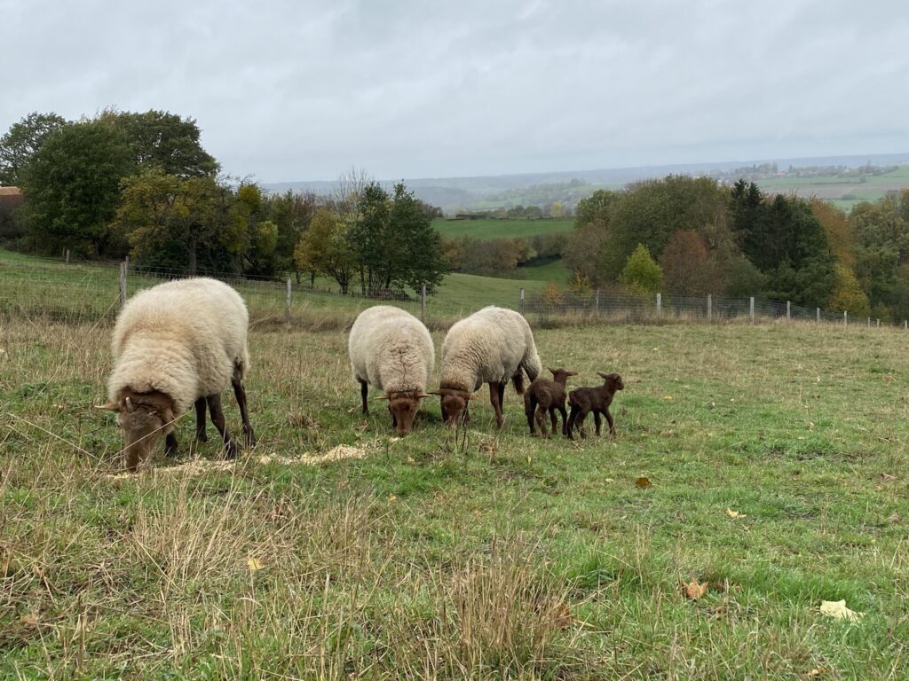 Moutons élevés en plein air au Domaine de Hurlevent