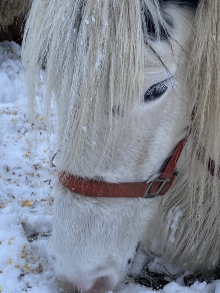 Gros plan d’un cheval de la ferme en hiver au Domaine de Hurlevent, contact avec les animaux en pleine nature
