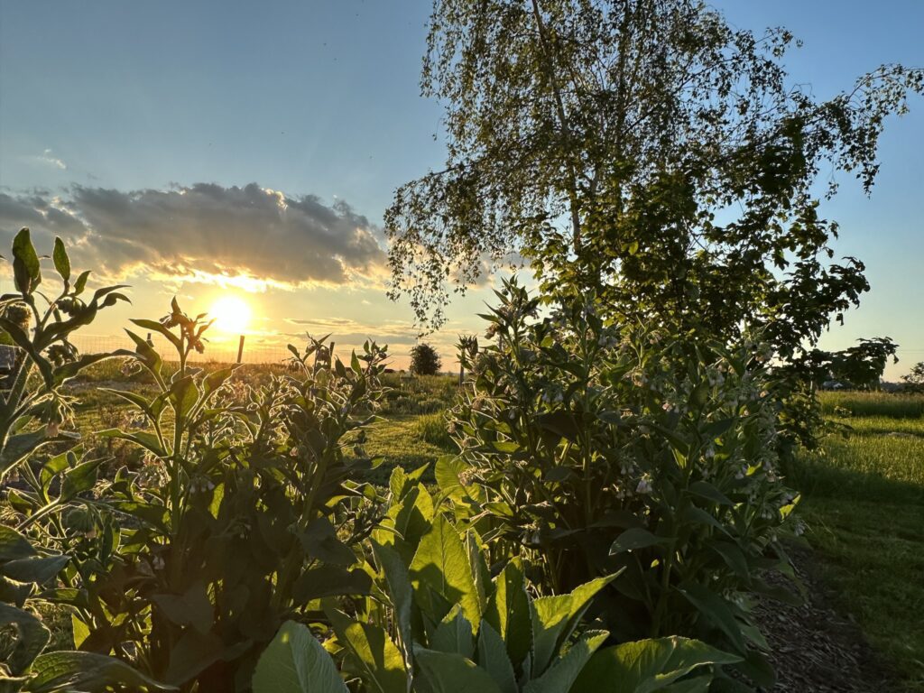 Lumière du matin sur la nature autour du Domaine de Hurlevent, en pleine campagne à Aywaille en Belgique