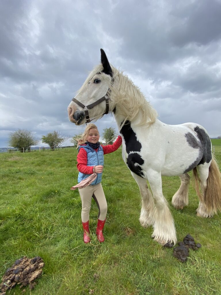 Rencontre avec un cheval de trait au Domaine de Hurlevent, activité enfant à la ferme en Wallonie