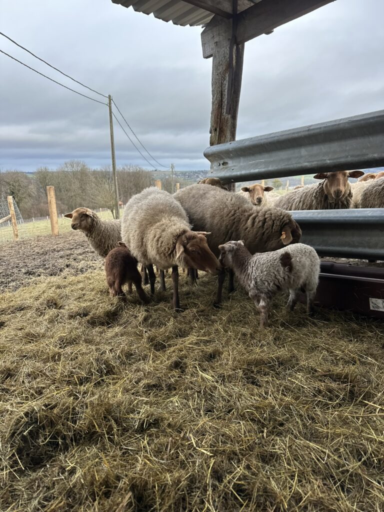 Troupeau de moutons et agneaux à la ferme du Domaine de Hurlevent à Aywaille, Wallonie