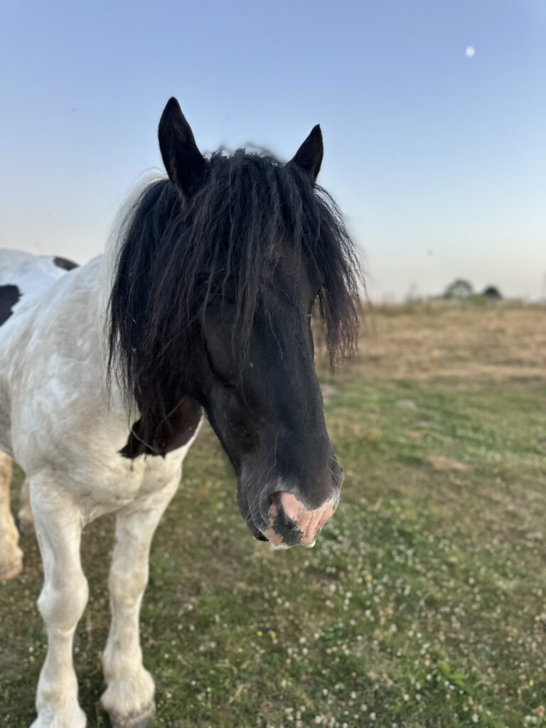 Cheval du Domaine de Hurlevent évoluant en liberté dans les prairies de la ferme