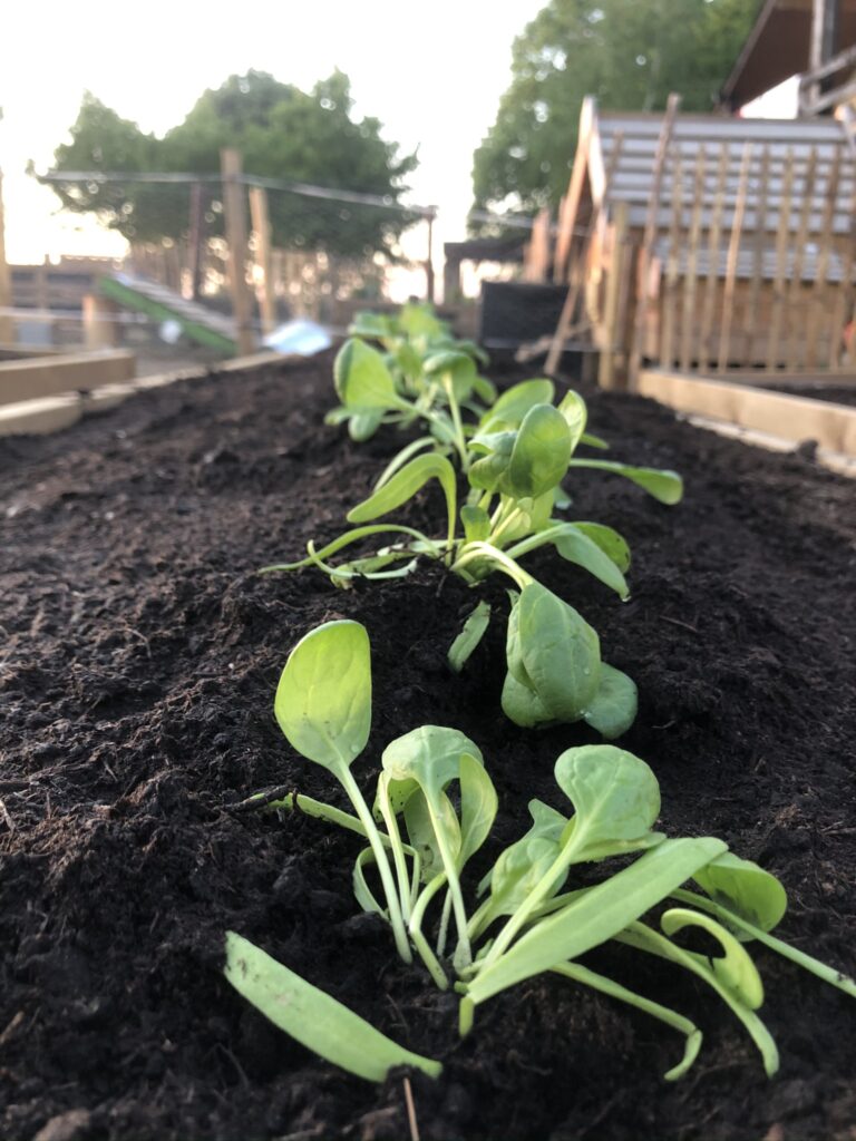 Jeunes pousses cultivées au potager du Domaine de Hurlevent, découverte du jardin et des plantes