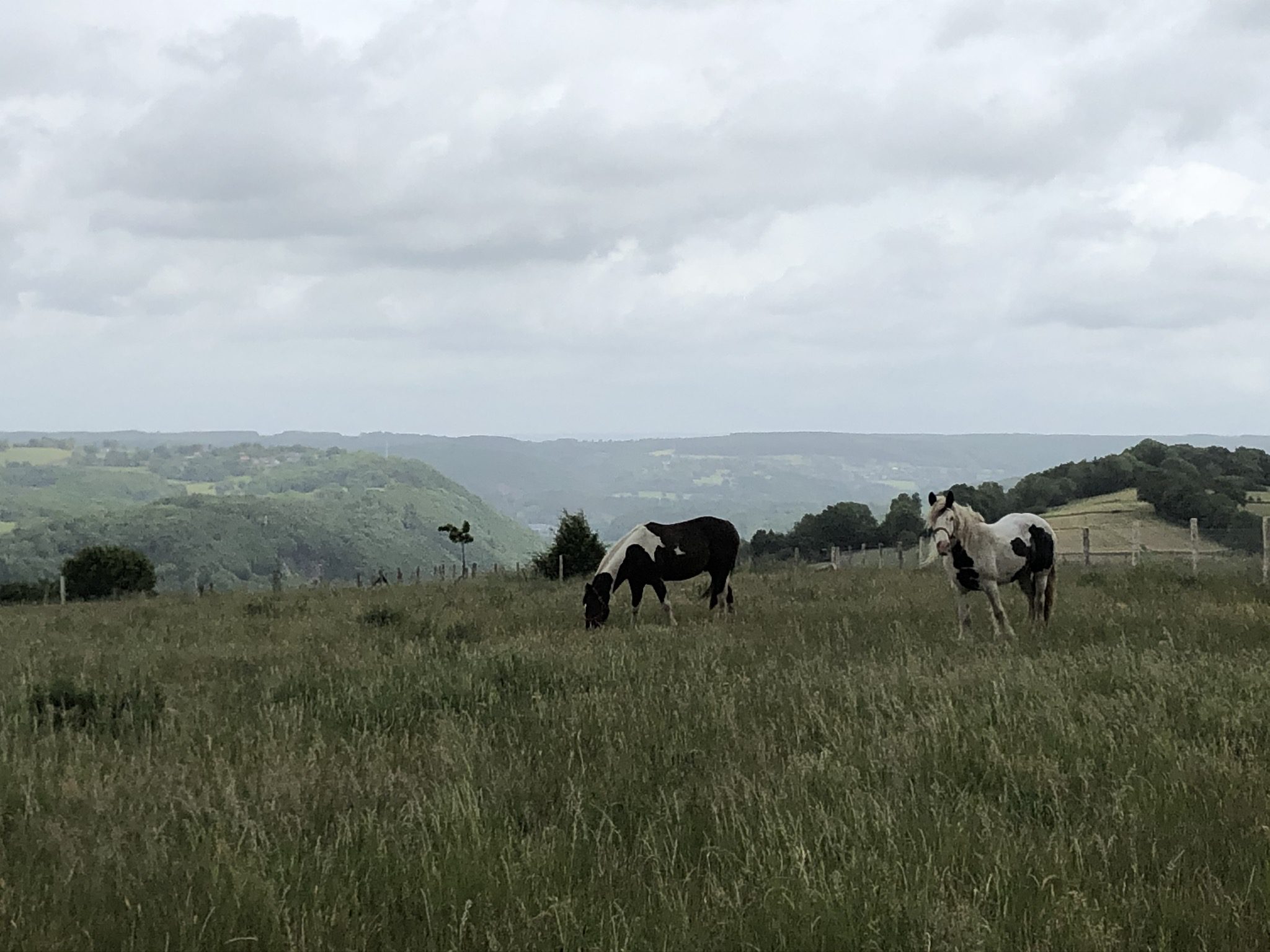 Chevaux et activités en pleine nature au Domaine de Hurlevent à Aywaille