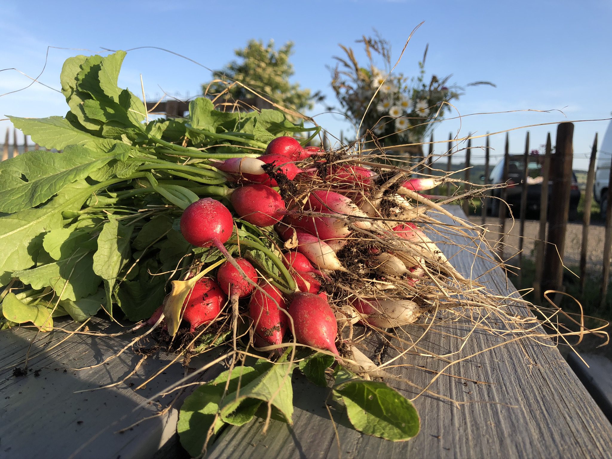 Légumes de saison fraîchement récoltés au Domaine de Hurlevent, production locale et naturelle