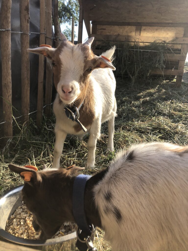 Ateliers et activités à vivre à la ferme au Domaine de Hurlevent